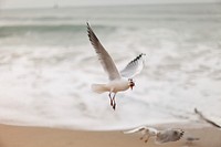 Flying seagulls close up. Free public domain CC0 photo.