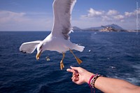 Segull flying, bird photography. Free public domain CC0 image.