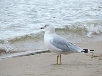 Seagull standing alone close up. Free public domain CC0 photo.