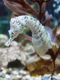 White seahorse close up. Free public domain CC0 photo.