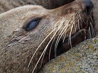 Seal side view close up. Free public domain CC0 photo.