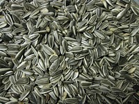 Sunflower seeds. Free public domain CC0 image