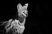 Serval, African wild animal. Free public domain CC0 photo.