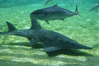 Sawfish underwater close up. Free public domain CC0 photo/image.