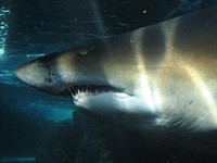 Sand tiger shark close up. Free public domain CC0 photo/image.