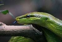 Green snake in a rainforest jungle. Free public domain CC0 image.