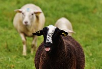 Black sheep with tongue out. Free public domain CC0 photo. 