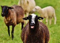 Sheep herd on grass field. Free public domain CC0 photo.