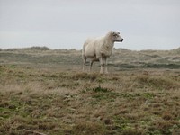 Sheep on grass field. Free public domain CC0 photo.