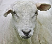 Close up sheep head. Free public domain CC0 photo.