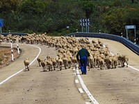 Cattle herd walking on road with old man. Free public domain CC0 photo