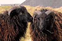 Black sheep. Free public domain CC0 photo.