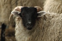 Close up sheep head. Free public domain CC0 photo.