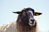 Sheep. Free public domain CC0 photo.
