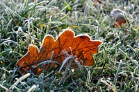 Closeup on frost covered leaves. Free public domain CC0 image. 