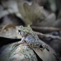 Frog wildlife animal. Free public domain CC0 photo