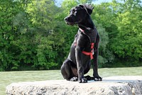 Black dog sitting on stone. Free public domain CC0 photo.