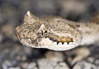 Sidewinder snake in nature. Free public domain CC0 image.