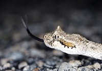 Sidewinder snake in nature. Free public domain CC0 image.