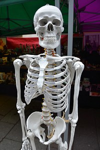 Human skeleton, healthcare photo. Free public domain CC0 image.