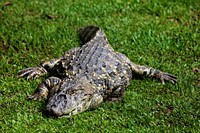 Reptile animal, crocodile, wildlife. Free public domain CC0 image