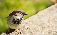 Sparrow bird, animal photography. Free public domain CC0 image.