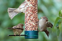 Sparrows at bird feeder, animal photography. Free public domain CC0 image.