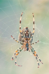 Spider in web, animal photography. Free public domain CC0 image.