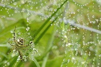 Spider close up in nature, animal photography. Free public domain CC0 image.