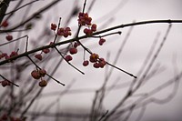 Free wild red berry tree image, public domain fruit CC0 photo.