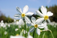 Narcissus flower. Free public domain CC0 image.