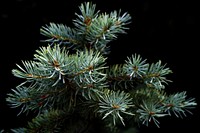 Closeup on pine tree branch. Free public domain CC0 photo.