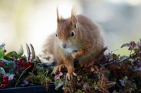 Red squirrel during Autumn season. Free public domain CC0 image.