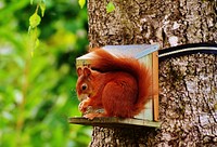 Eurasian red squirrel, rodent animal. Free public domain CC0 photo.