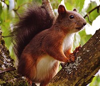 Eurasian red squirrel, rodent animal. Free public domain CC0 photo.