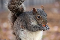 Cute squirrel eating nut image. Free public domain CC0 image.