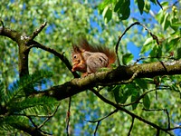 Eurasian red squirrel, rodent animal. Free public domain CC0 photo.