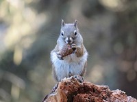 Cute squirrel eating nut image. Free public domain CC0 image.