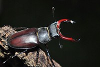 Beetle photo. Free public domain CC0 image.