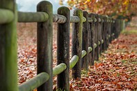 Free ground full of fall leaves by wooden fence photo, public domain nature CC0 image.