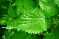 Botanical leaves, nature. Free public domain CC0 photo