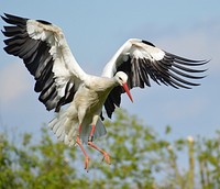 Flying stork, animal photography. Free public domain CC0 image.