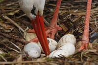 Stork with eggs, animal photography. Free public domain CC0 image.
