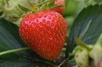 Strawberries growing on plant. Free public domain CC0 photo.