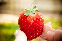 Hand holding fresh strawberry. Free public domain CC0 image.