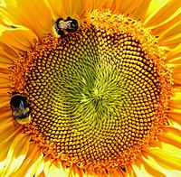 Sunflower macro shot.  Free public domain CC0 image.