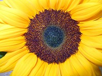 Sunflower macro shot. Free public domain CC0 photo.