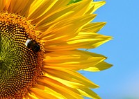 Sunflower. Free public domain CC0 photo.