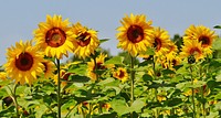 Sunflower farm. Free public domain CC0 photo.