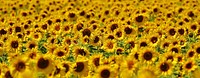 Sunflower farm. Free public domain CC0 image.